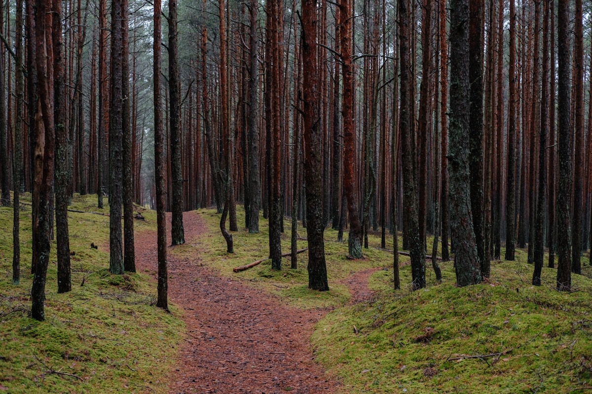 A path through a Latvian pine forest